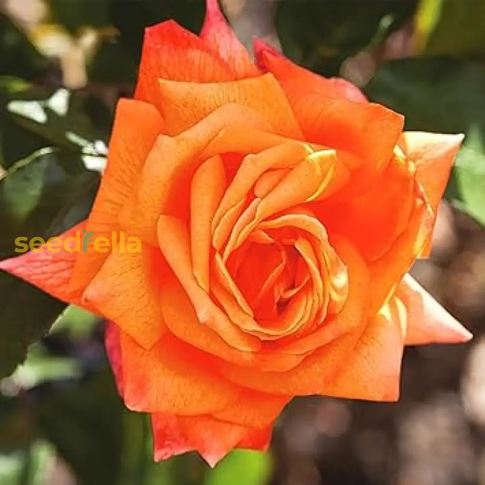 Dark Orange Rose Seeds For Planting  Vibrant Garden Blooms Flower