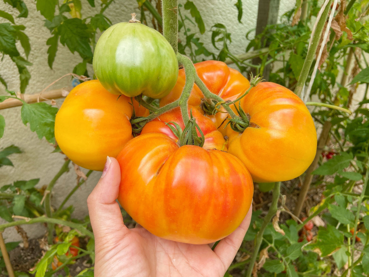Planting guide for dark orange tomato seeds