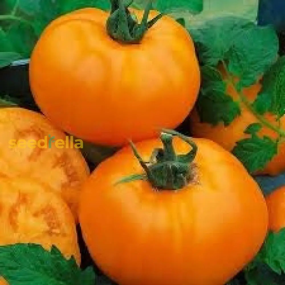 Dark Orange Tomato Seeds For Planting