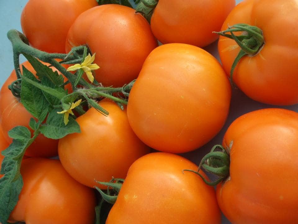 Dark Orange Tomato seeds for home garden planting