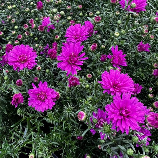 Dark Pink Aster Flower Seeds for Planting