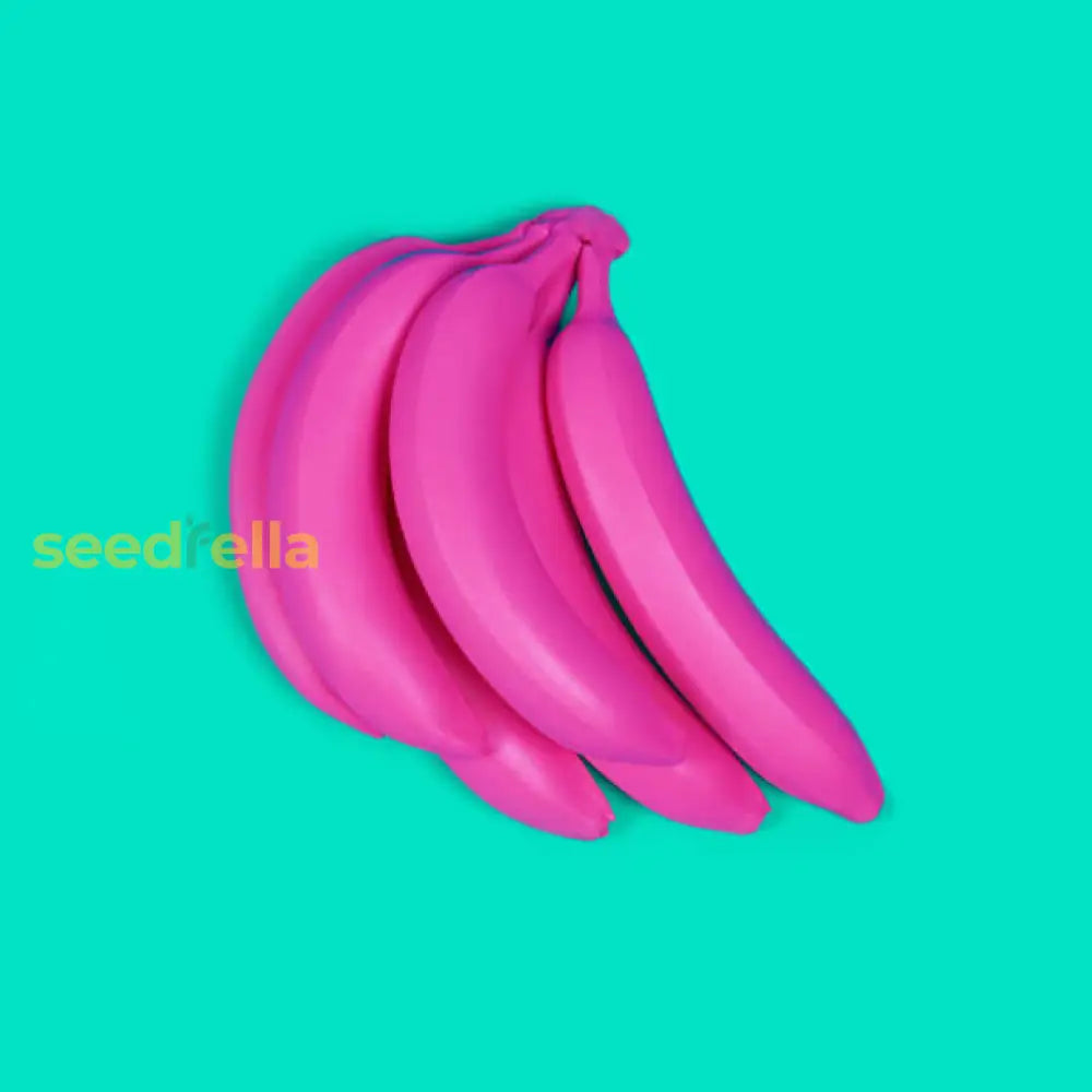 Dark Pink Banana Seeds For Planting - Grow Delicious Fruits