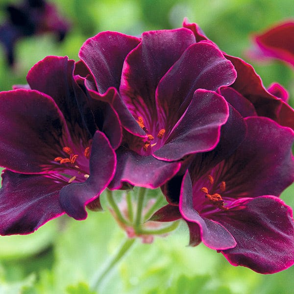 Dark pink and black Geranium flower seeds for planting