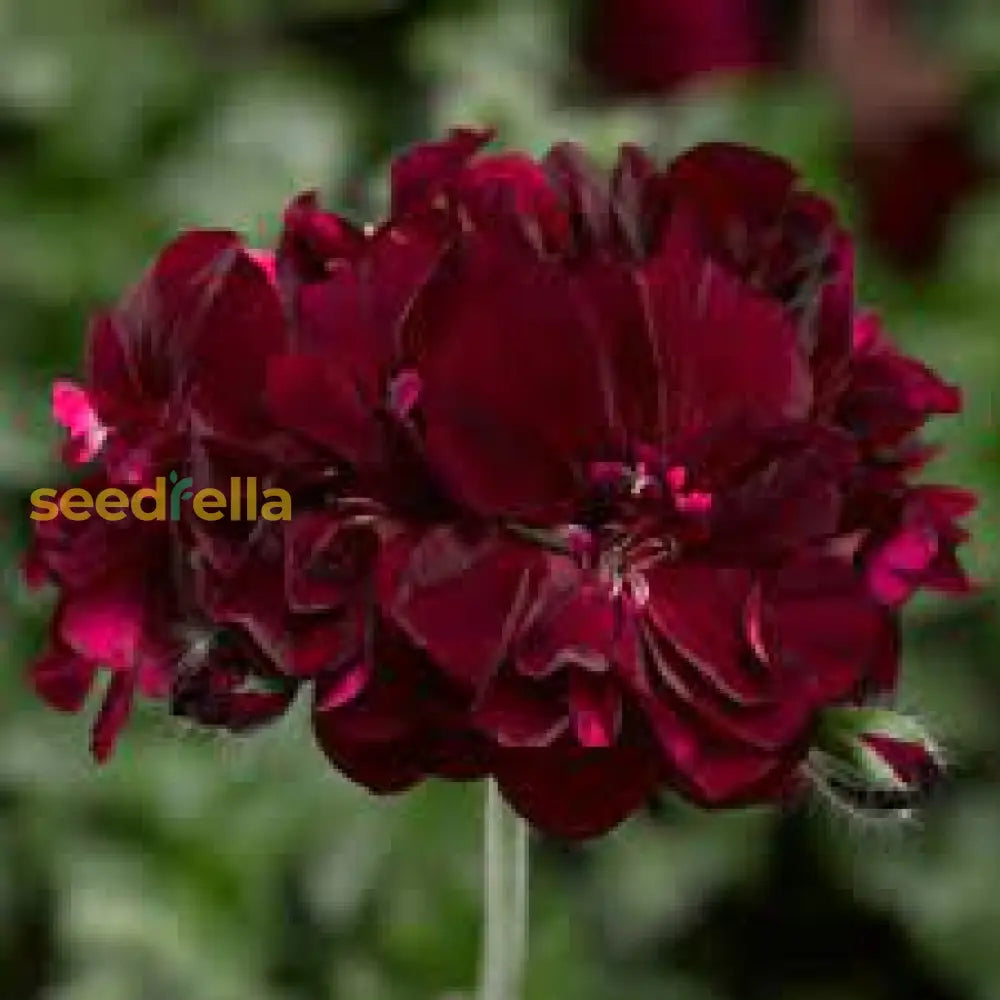 Dark pink black geranium seeds for planting