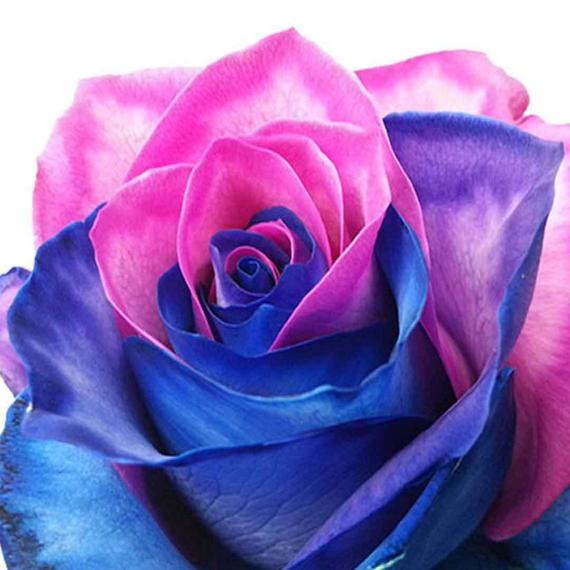 Dark Pink & Blue Rose Flower Seeds for Planting