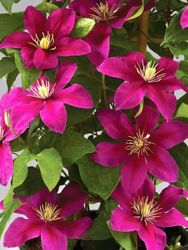 Dark Pink Clematis Flowers in Full Bloom