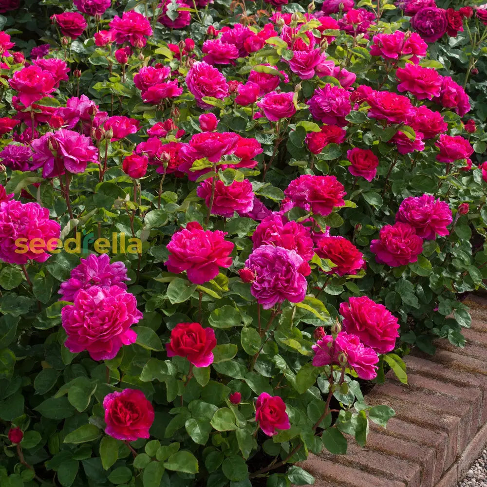 Dark Pink Double Petal English Rose Seeds For Planting Flower