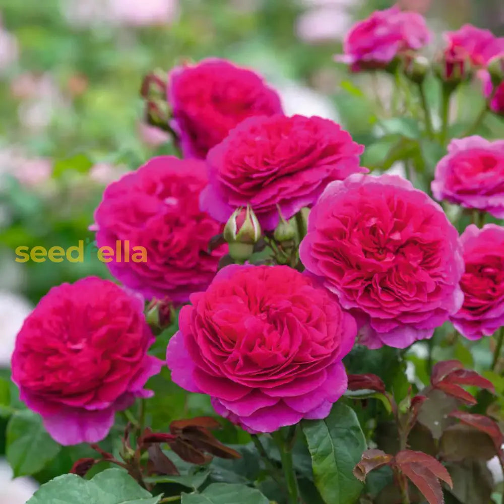 Dark Pink Double Petal English Rose Seeds For Planting Flower