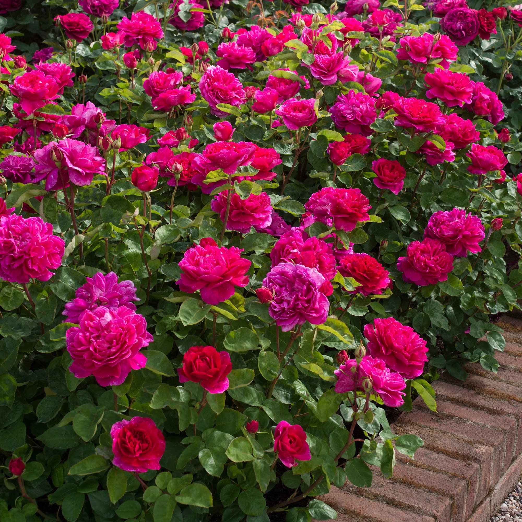Dark Pink Double Petal English Rose Seeds for Planting