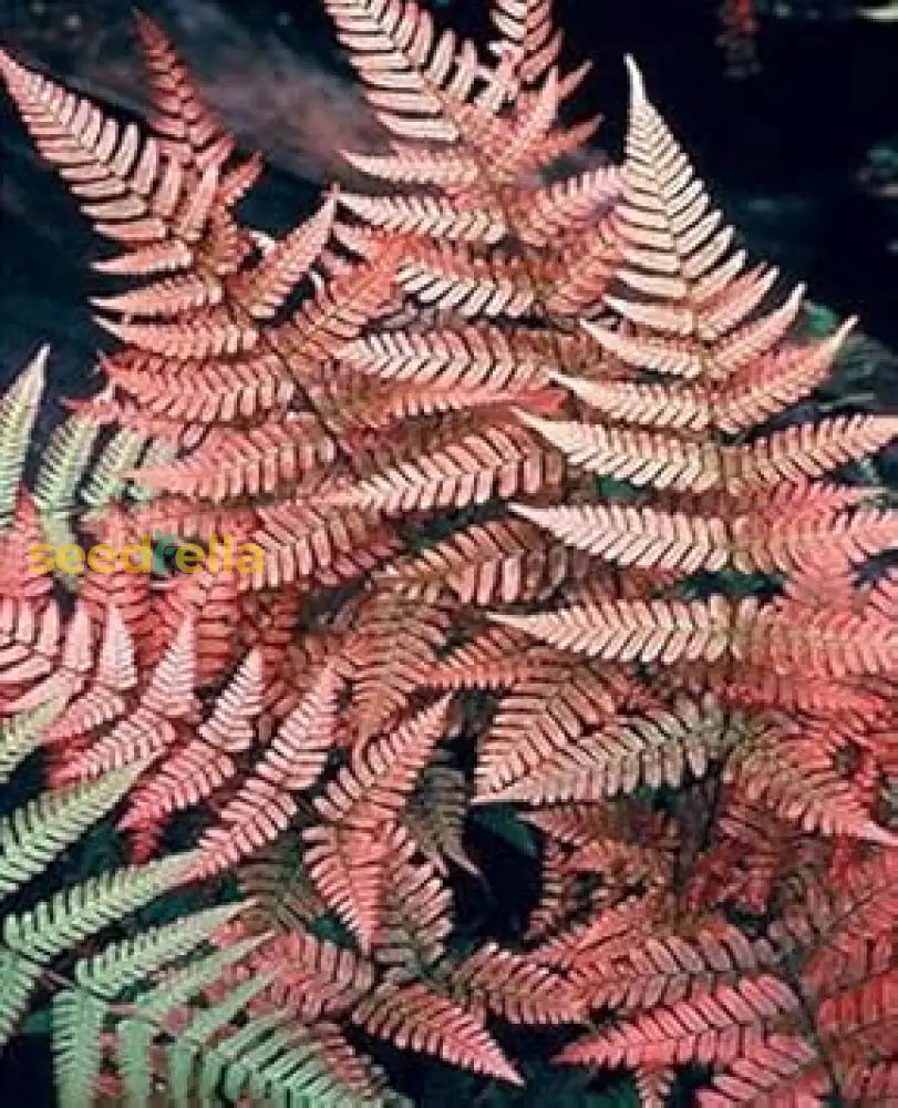 Dark Pink Fern Plant Seeds For Easy Planting Seeds