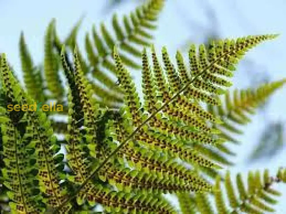 Dark Pink Fern Plant Seeds For Easy Planting Seeds