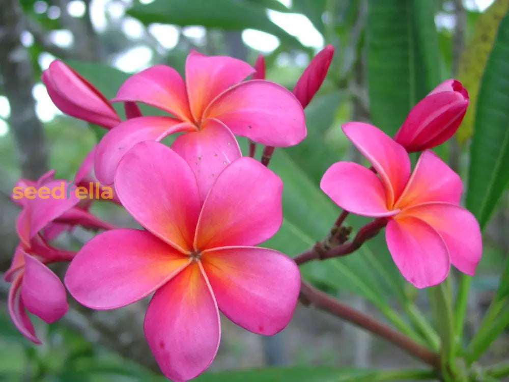 Dark Pink Frangipani Flower Seeds For Planting | Exotic Tropical Blooms