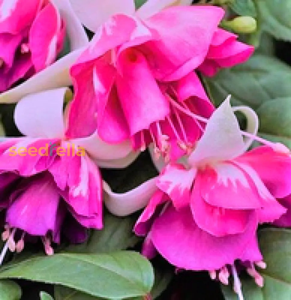 Dark Pink Fuchsia Flower Seeds For Striking Garden Planting