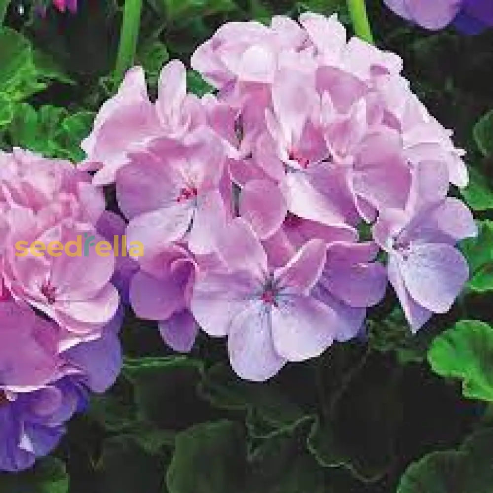 Dark Pink Geranium Apple Blossom Flower Seeds For Planting