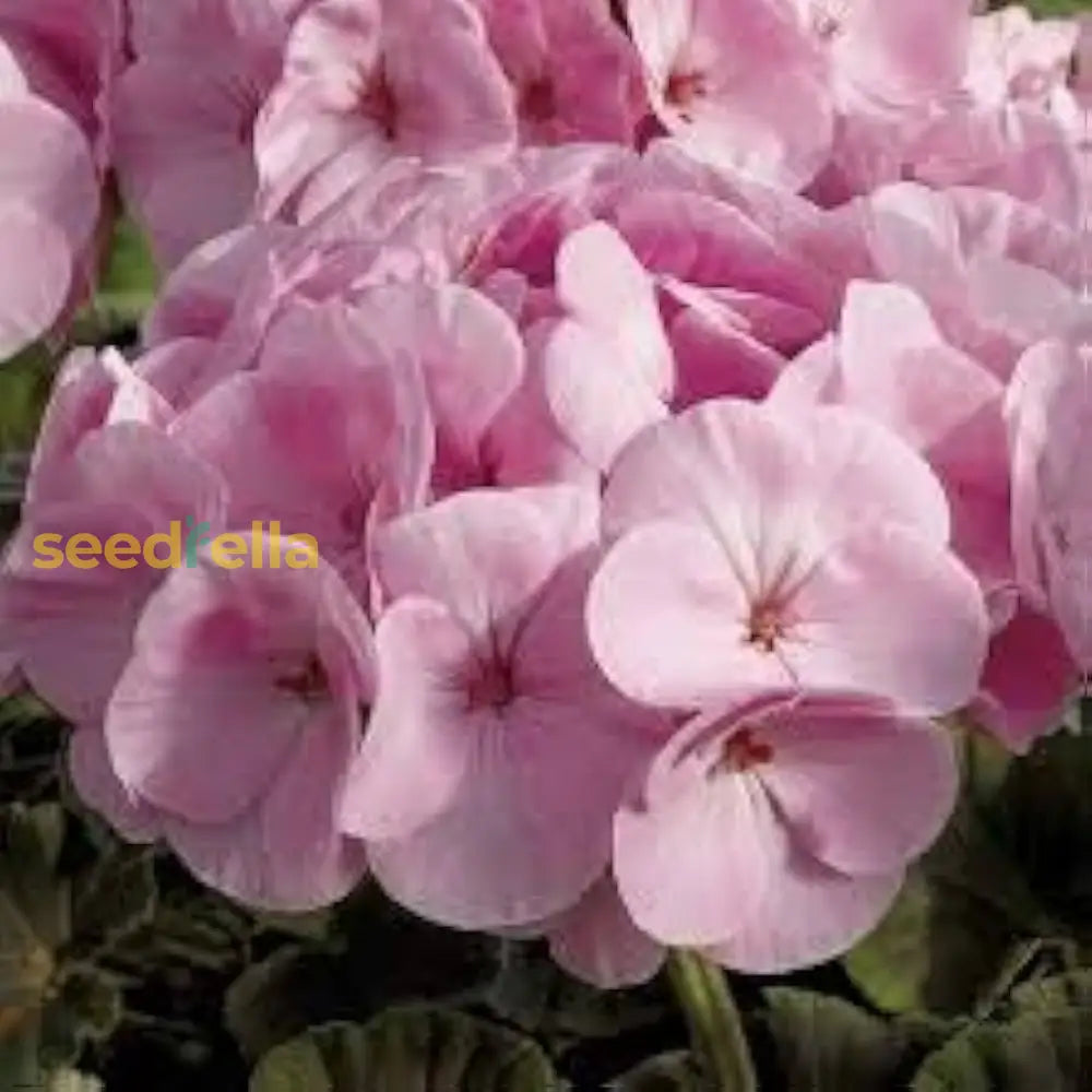 Dark Pink Geranium Apple Blossom Flower Seeds For Planting