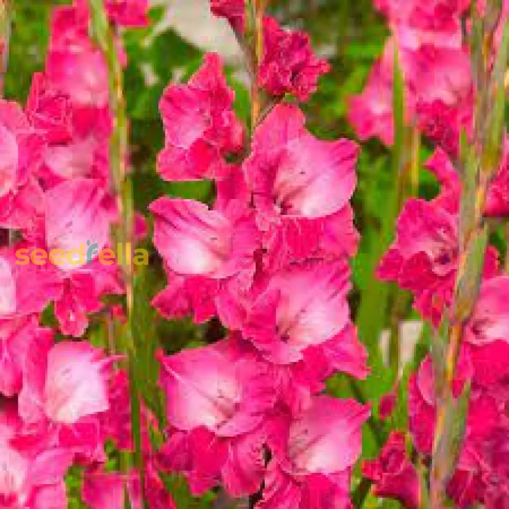 Dark Pink Gladiolus Flower Seeds  Perfect For Summer Planting