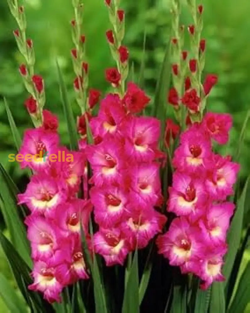 Dark Pink Gladiolus Flower Seeds  Perfect For Summer Planting