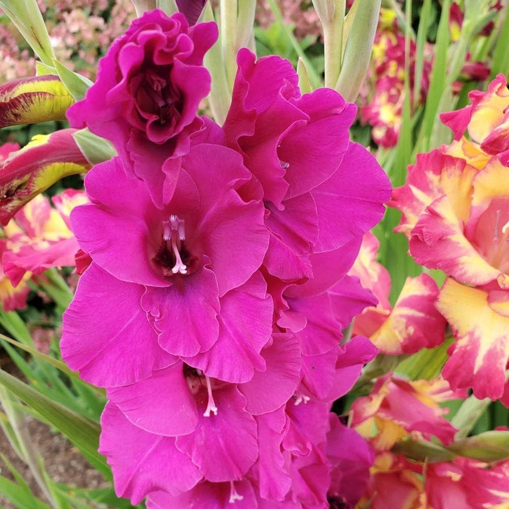 Dark Pink Gladiolus Flower Seeds for Planting