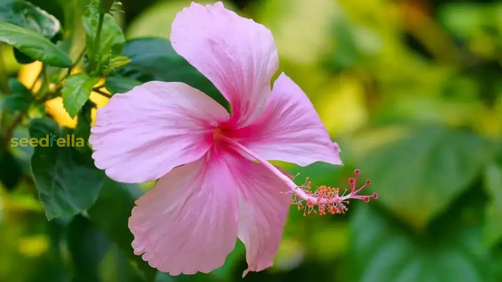 Dark Pink Hibiscus Seeds For Lush Gardens And Vibrant Blooms Flower