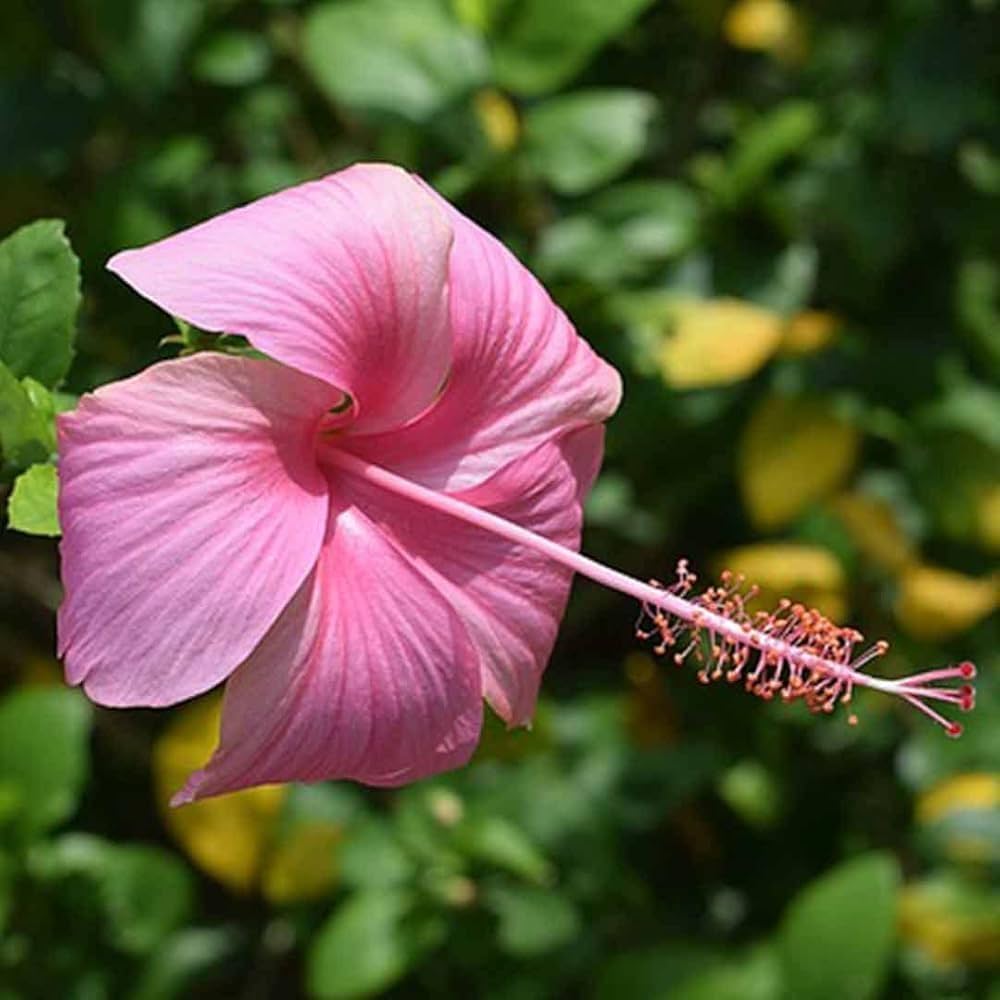 Dark Pink Hibiscus Flower Seeds for Planting