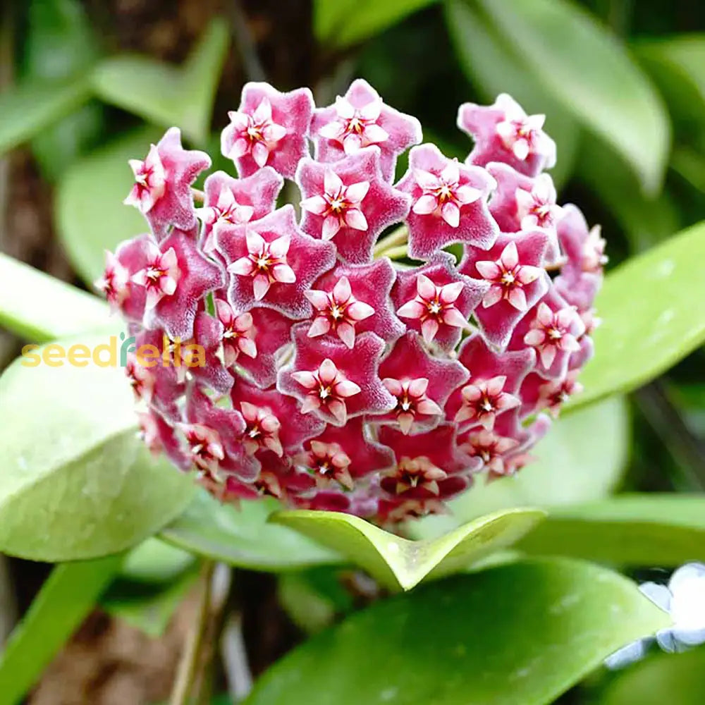 Dark Pink Hoya Flower Seeds For Easy Planting