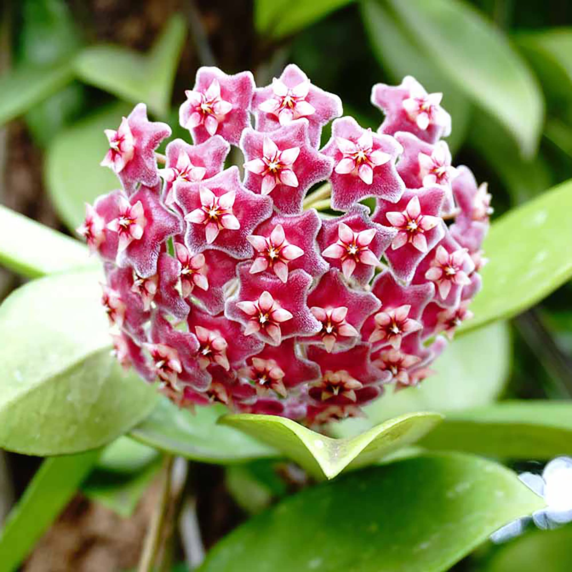 Dark Pink Hoya Flower Seeds for Planting