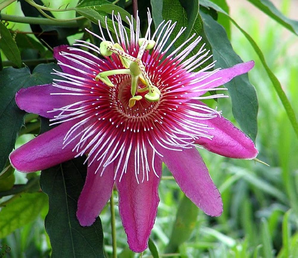 Dark Pink Passion Flower Seeds for Planting