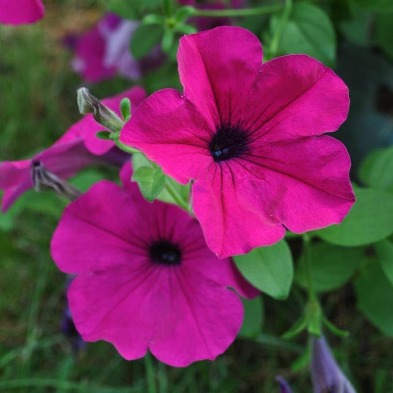 Dark pink petunia flowers blooming in a vibrant garden