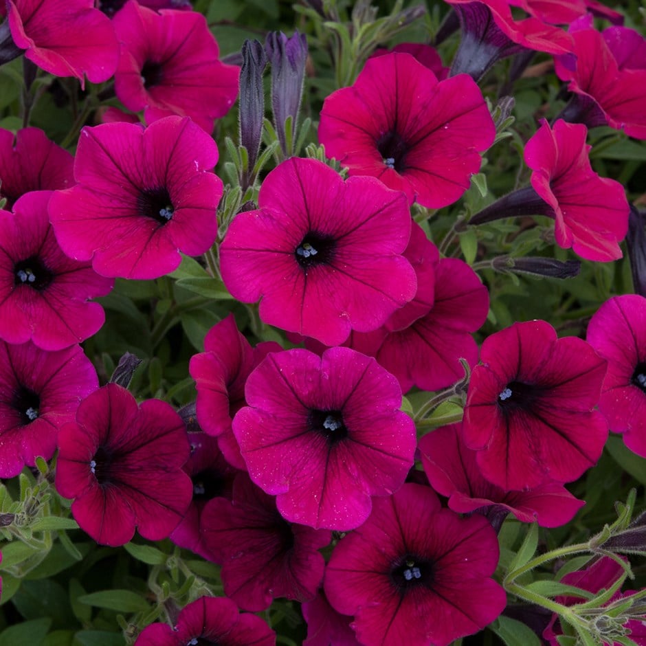 Dark pink petunias cascading from a garden hanging basket
