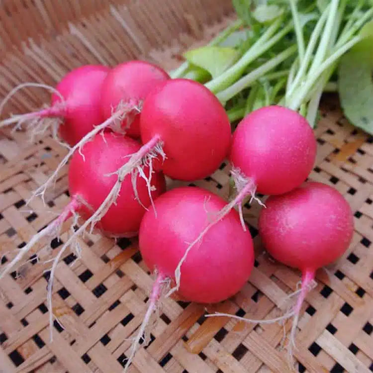Planting guide for dark pink radish seeds