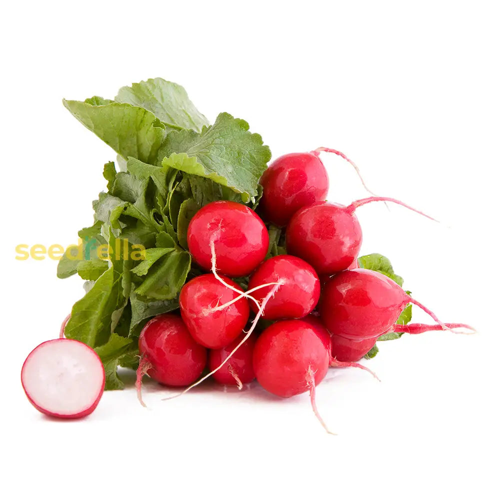 Dark Pink Radish Vegetable Seeds For Easy Planting Seeds