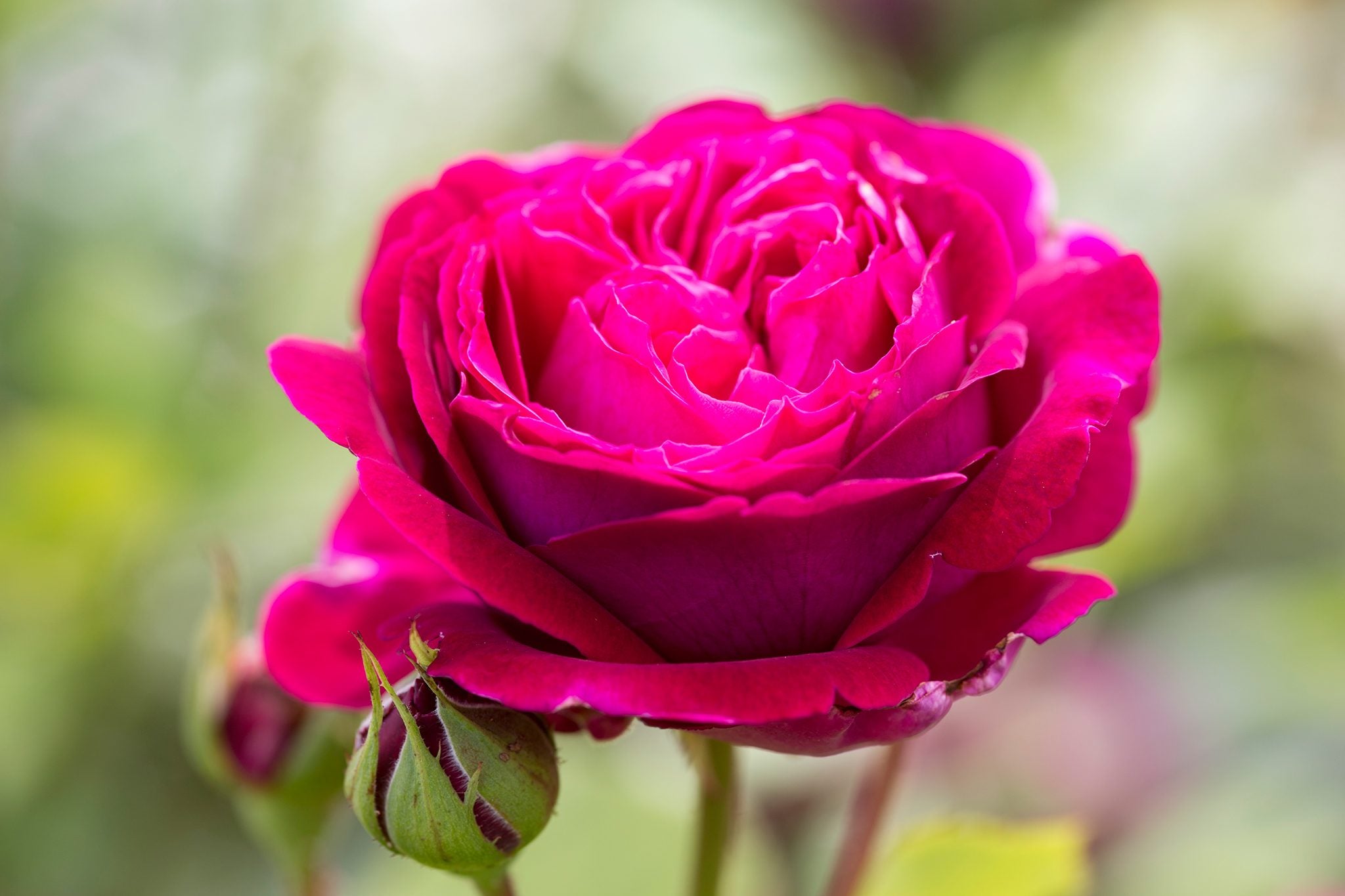 Dark Pink Rose Flower Seeds for Planting
