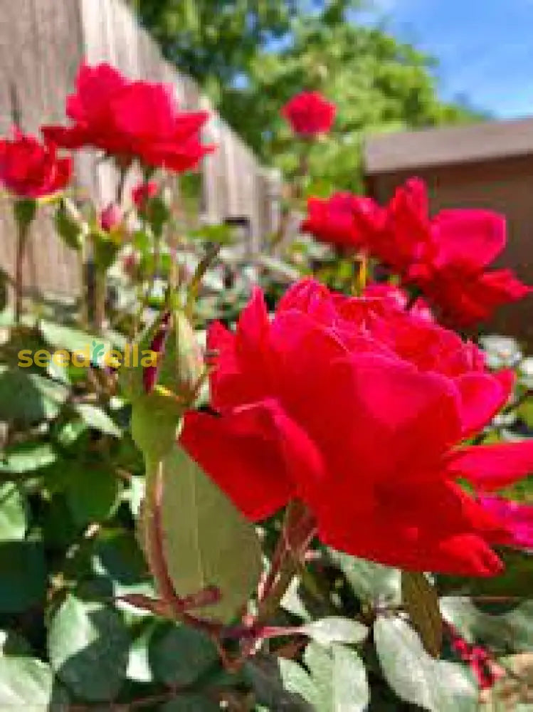 Dark Pink Rose Planting Seeds For Lush And Vibrant Gardens Flower