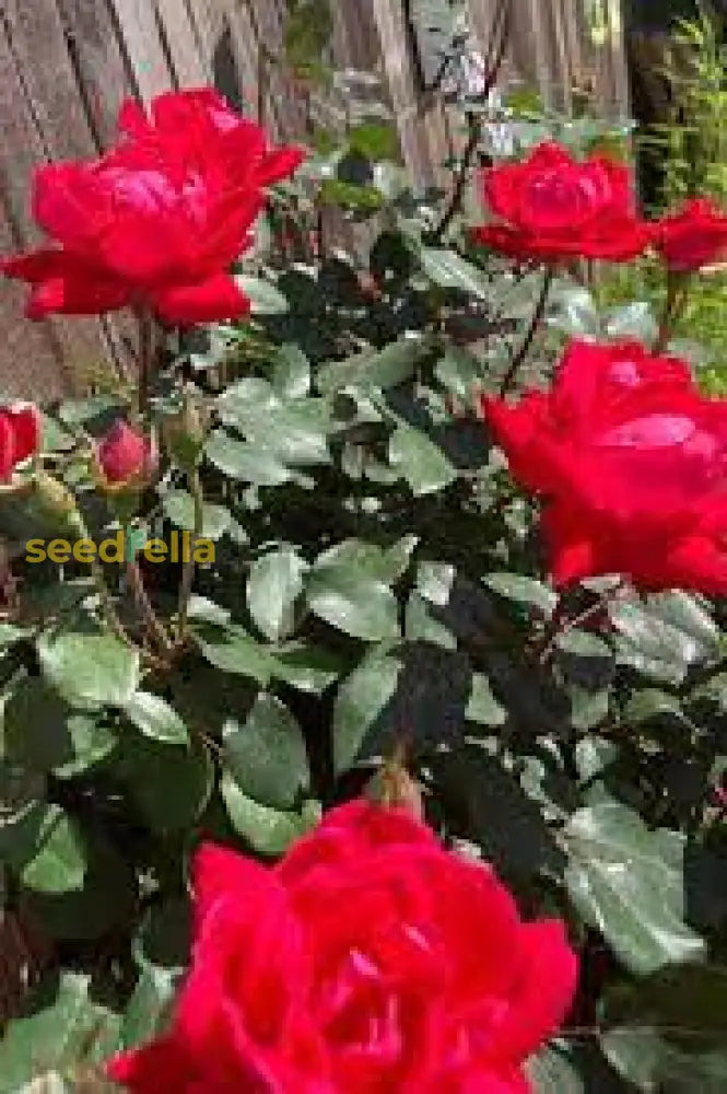 Dark Pink Rose Planting Seeds For Lush And Vibrant Gardens Flower