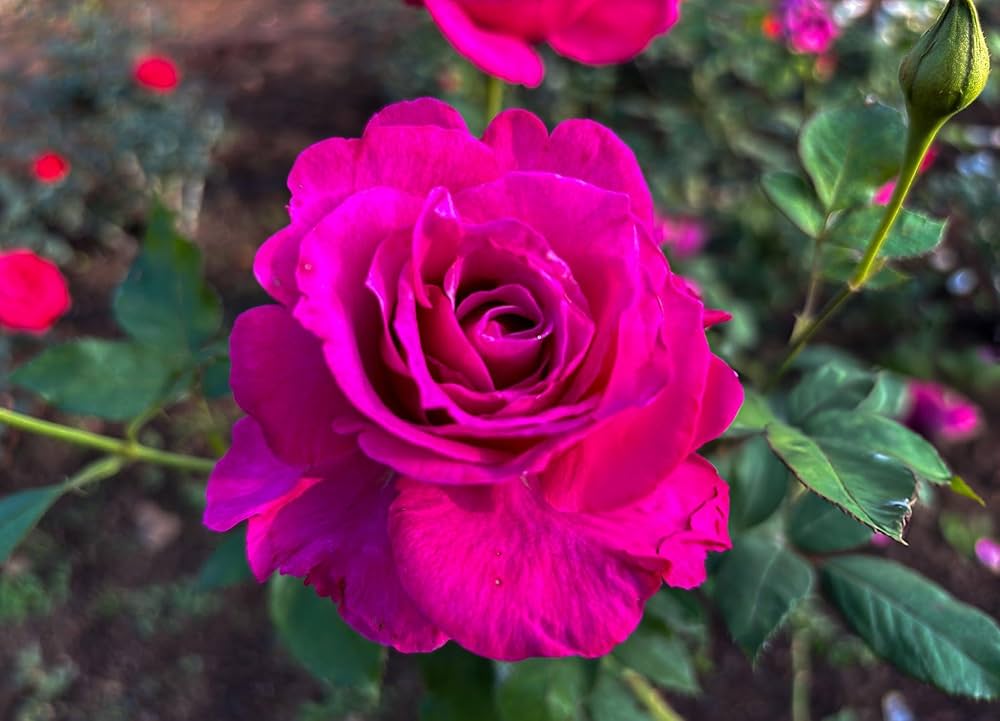 Dark Pink Rose Seeds for romantic garden planting