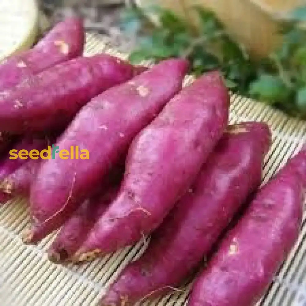 Dark Pink Sweet Potato Seeds For Planting - Grow Your Own Vegetables Vegetable Seeds