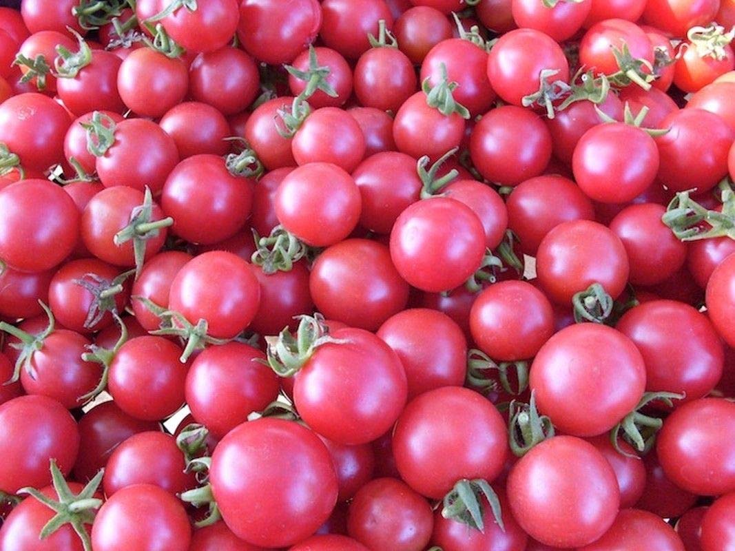 Planting guide for dark pink tomato seeds