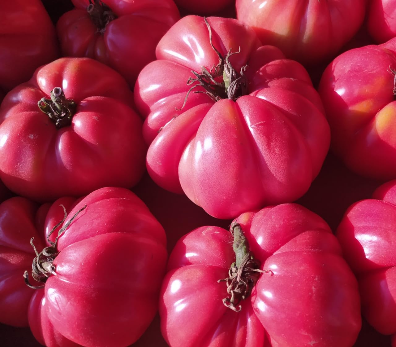 Dark pink tomato seeds for planting