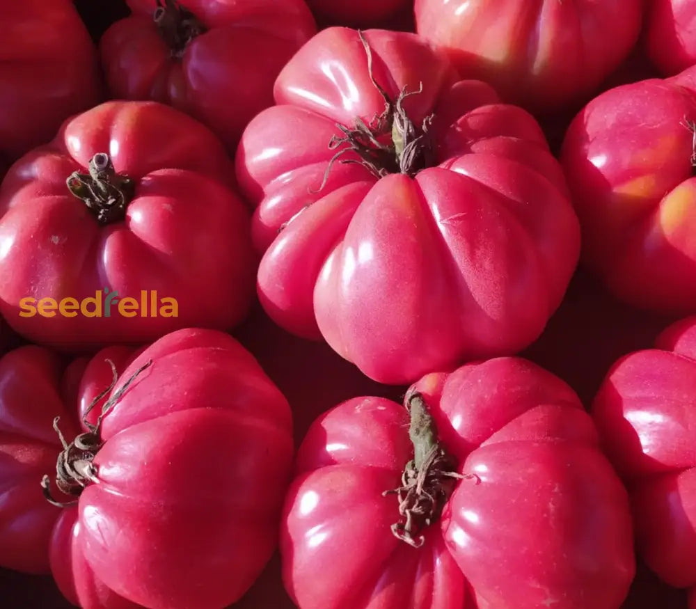 Dark Pink Tomato Seeds For Vegetable Planting Seeds