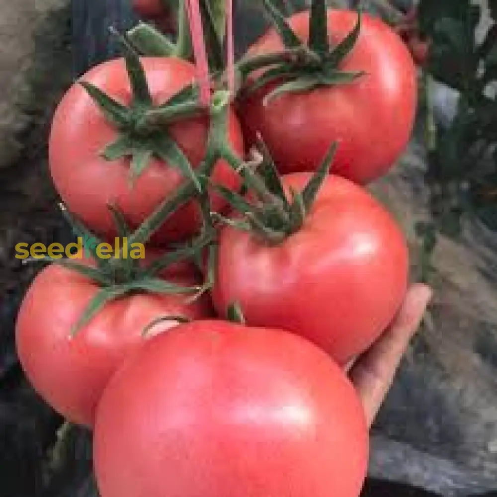 Dark Pink Tomato Seeds For Vegetable Planting Seeds