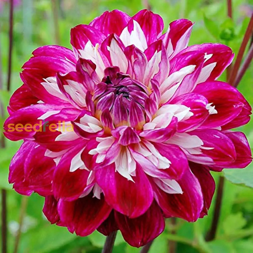 Dark Pink Two-Color Dahlia Flower Seeds For Vibrant Garden Planting