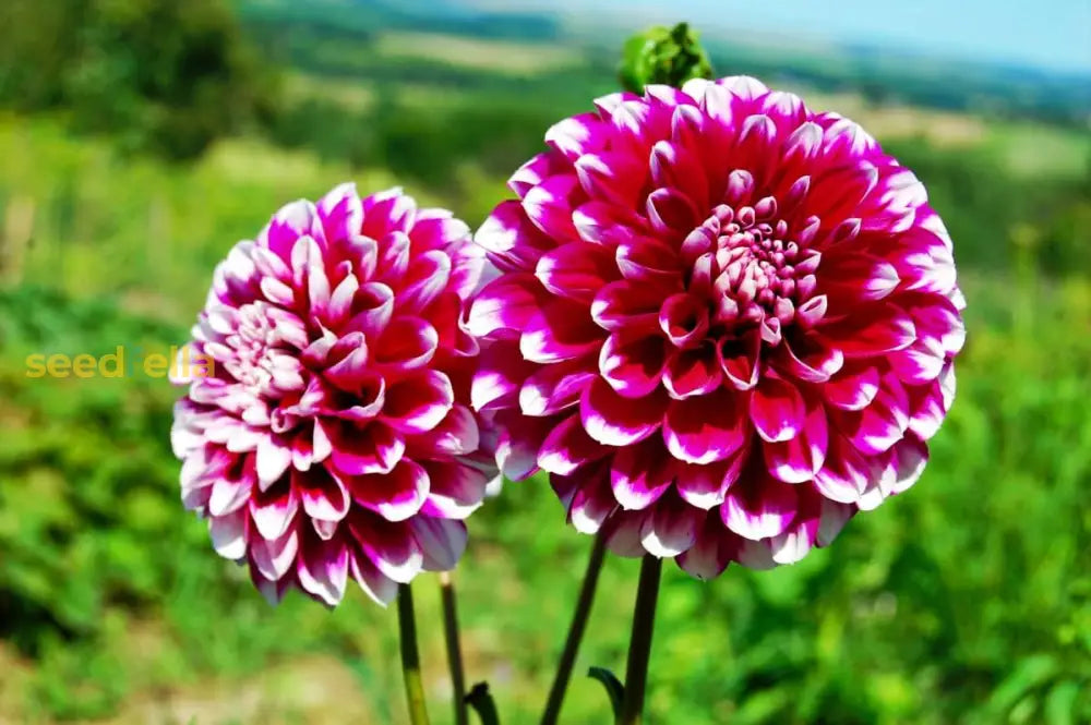 Dark Pink Two-Color Dahlia Flower Seeds For Vibrant Garden Planting