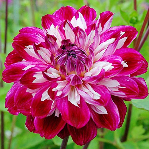 Dark Pink Two-Color Dahlia Flower Seeds for Planting
