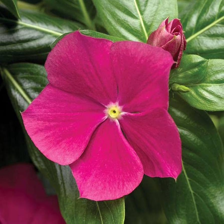 Dark Pink Periwinkle Vinca Flower Seeds for Planting