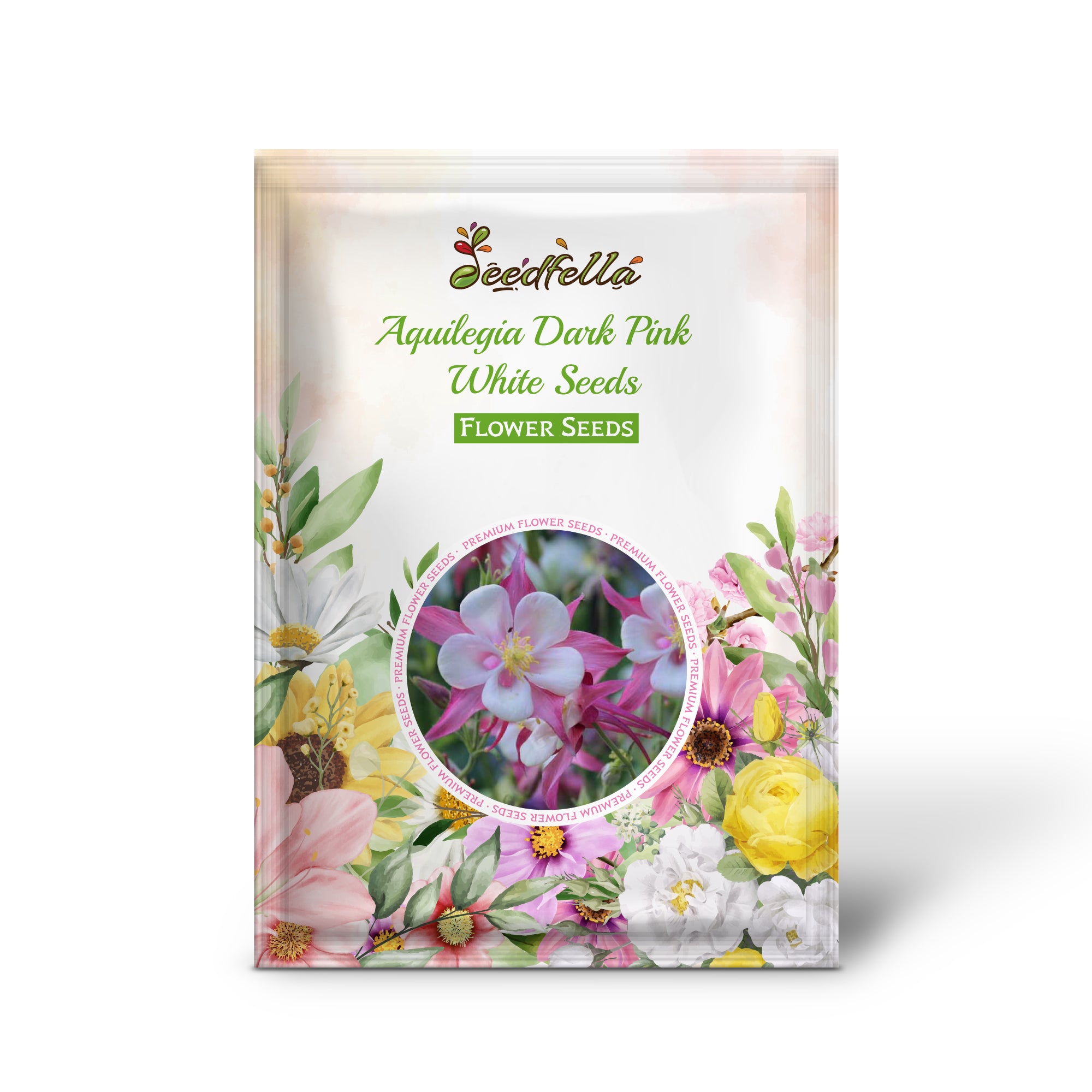 Dark Pink & White Aquilegia flowers in full bloom