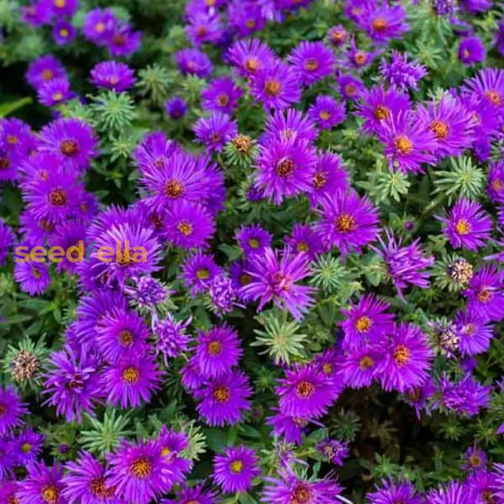 Dark Purple Aster Seeds For Planting - Stunning Blooms Your Garden