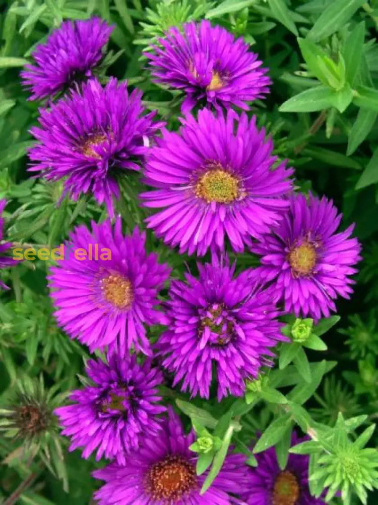 Dark Purple Aster Seeds For Planting - Stunning Blooms Your Garden