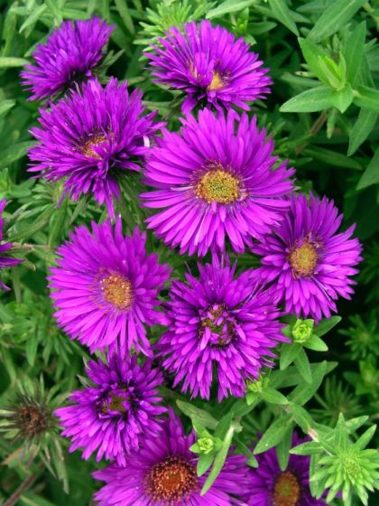 Dark Purple Aster Seeds for Planting