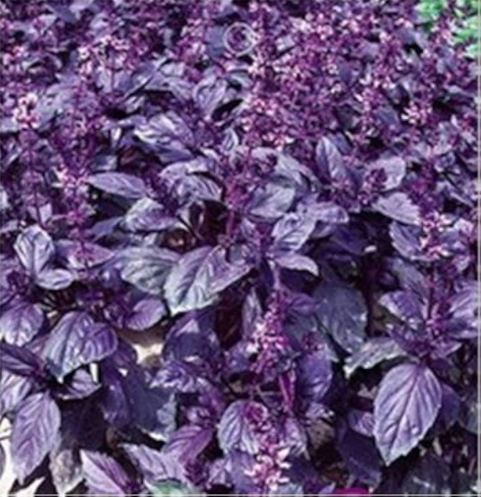 Dark Purple Basil flowers attracting pollinators