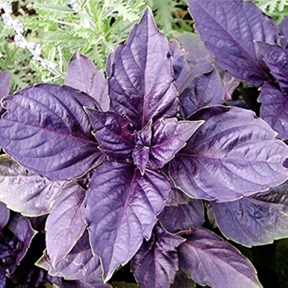 Dark Purple Basil seeds Ocimum basilicum ornamental herb